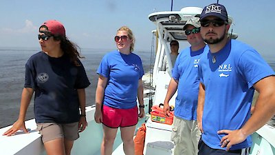 Shark Week Season 2013 Episode 4