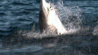 Shark Week Season 2013 Episode 5
