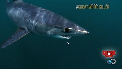 Shark Week Season 2013 Episode 7