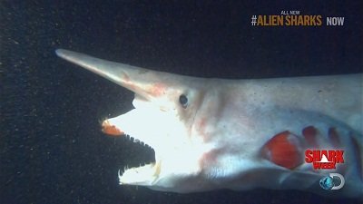 Shark Week Season 2013 Episode 10