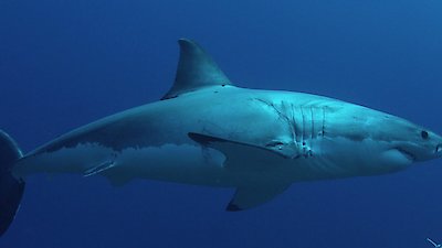 Shark Week Season 2018 Episode 6