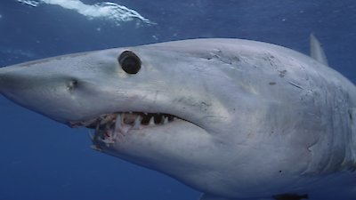 Shark Week Season 2018 Episode 7