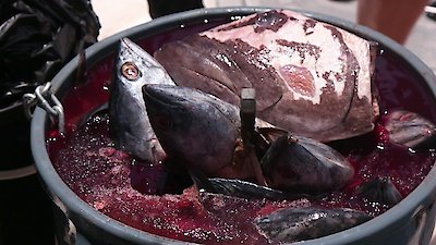 Shark Week Season 2018 Episode 8