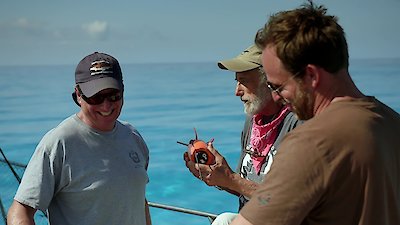 Shark Week Season 2018 Episode 13