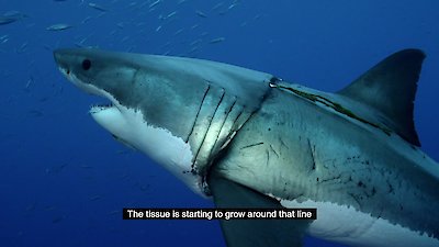 Shark Week Season 2019 Episode 12