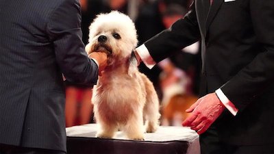 Beverly hills dog show 2024 2019