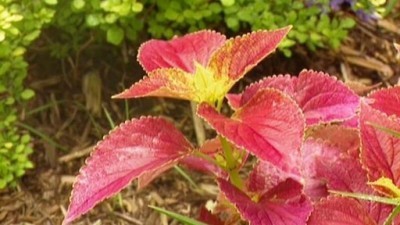 Gardening by the Yard Season 11 Episode 2