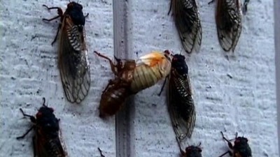 Gardening by the Yard Season 11 Episode 3