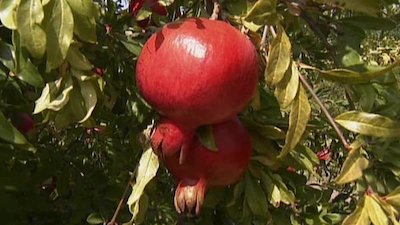 Gardening by the Yard Season 15 Episode 10