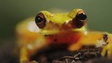 Tree Frog Courtship