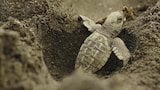 Sea Turtle Hatchlings