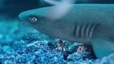 Sharks of Cocos Island