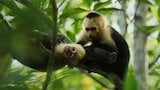 Capuchins Beat The Tides