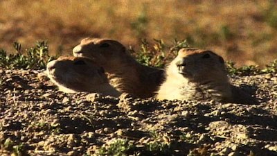 Wild America Season 8 Episode 1