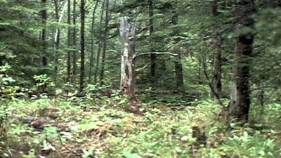 Wild America Season 7 Episode 3