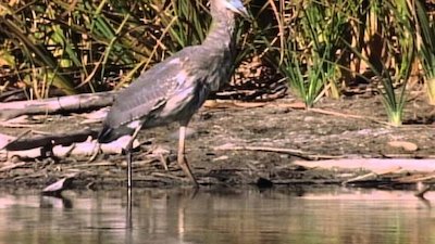 Wild America Season 2 Episode 1