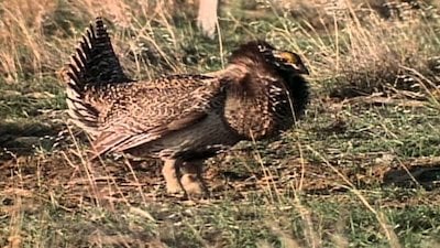 Wild America Season 11 Episode 2