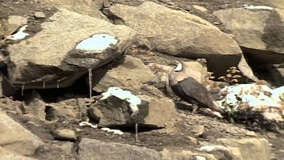 Wild America Season 11 Episode 10