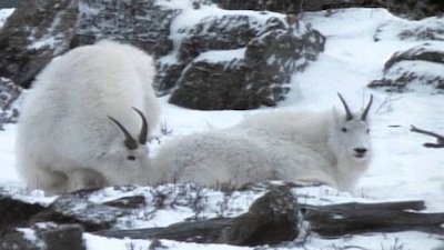 Wild America Season 3 Episode 4