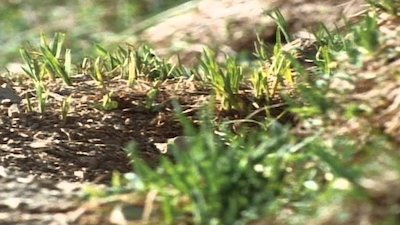 Wild America Season 8 Episode 4