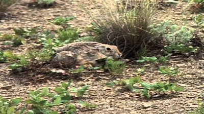 Wild America Season 2 Episode 3