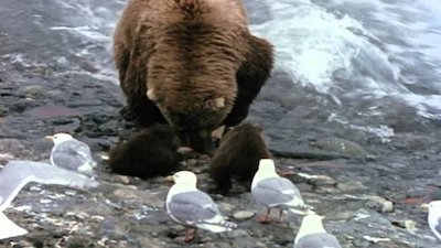 Wild America Season 9 Episode 7