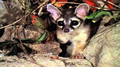 Wild America Season 10 Episode 8