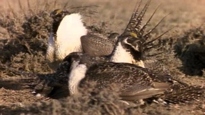 Wild America Season 8 Episode 10