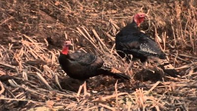 Wild America Season 10 Episode 9