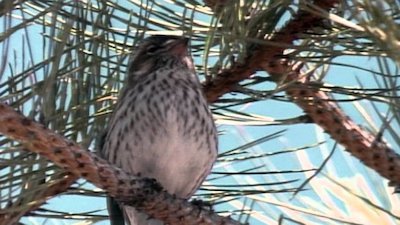 Wild America Season 8 Episode 2