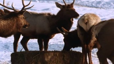 Wild America Season 10 Episode 6