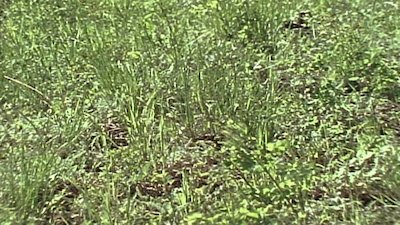 Wild America Season 9 Episode 9