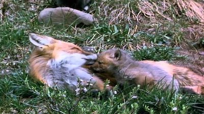 Wild America Season 7 Episode 8