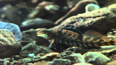 Wild America Season 6 Episode 10