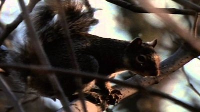 Wild America Season 10 Episode 1