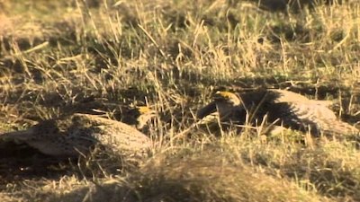 Wild America Season 6 Episode 2