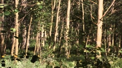 Wild America Season 5 Episode 6