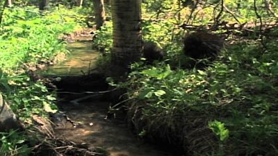 Wild America Season 7 Episode 1