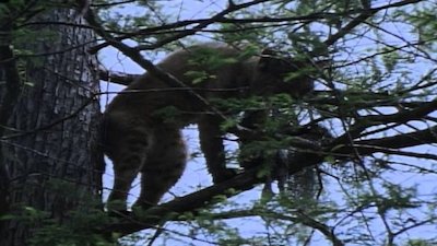 Wild America Season 9 Episode 1