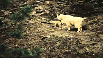 Wild America Season 5 Episode 10