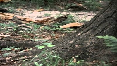 Wild America Season 10 Episode 4