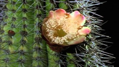 Wild America Season 4 Episode 1