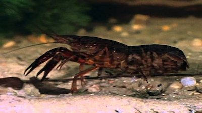 Wild America Season 7 Episode 6