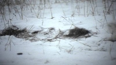 Wild America Season 9 Episode 8