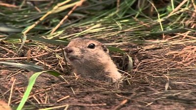 Wild America Season 10 Episode 5