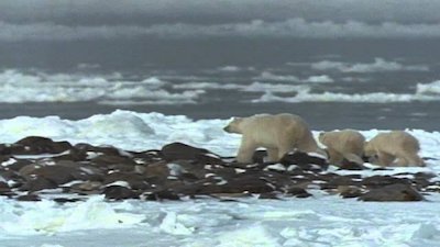 Wild America Season 9 Episode 5