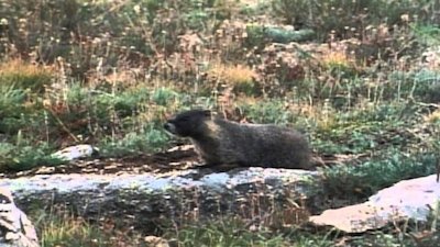 Wild America Season 7 Episode 2