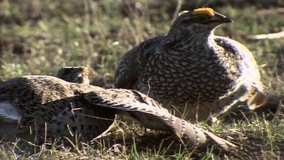 Wild America Season 2 Episode 4