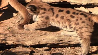 Wild America Season 7 Episode 7