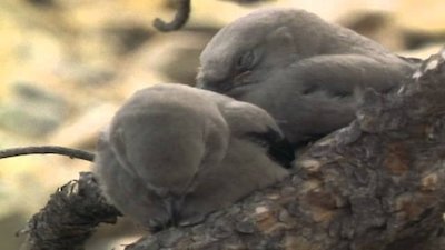 Wild America Season 8 Episode 7